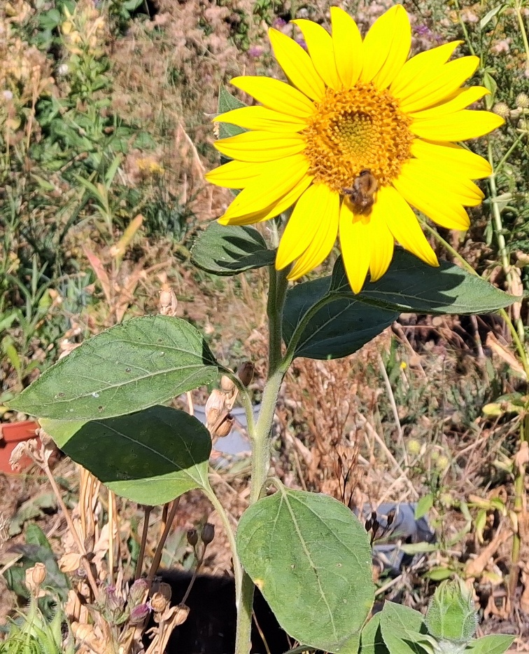 sunflower with bee