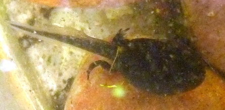 tadpole with legs