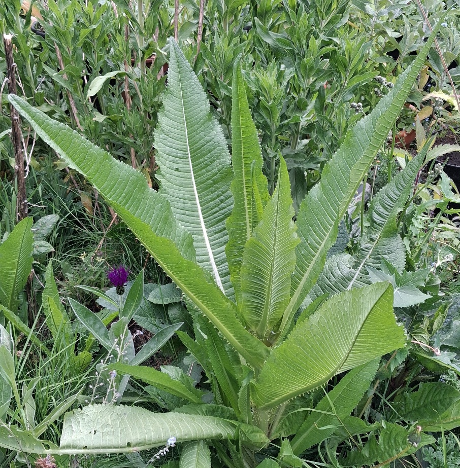 teasel