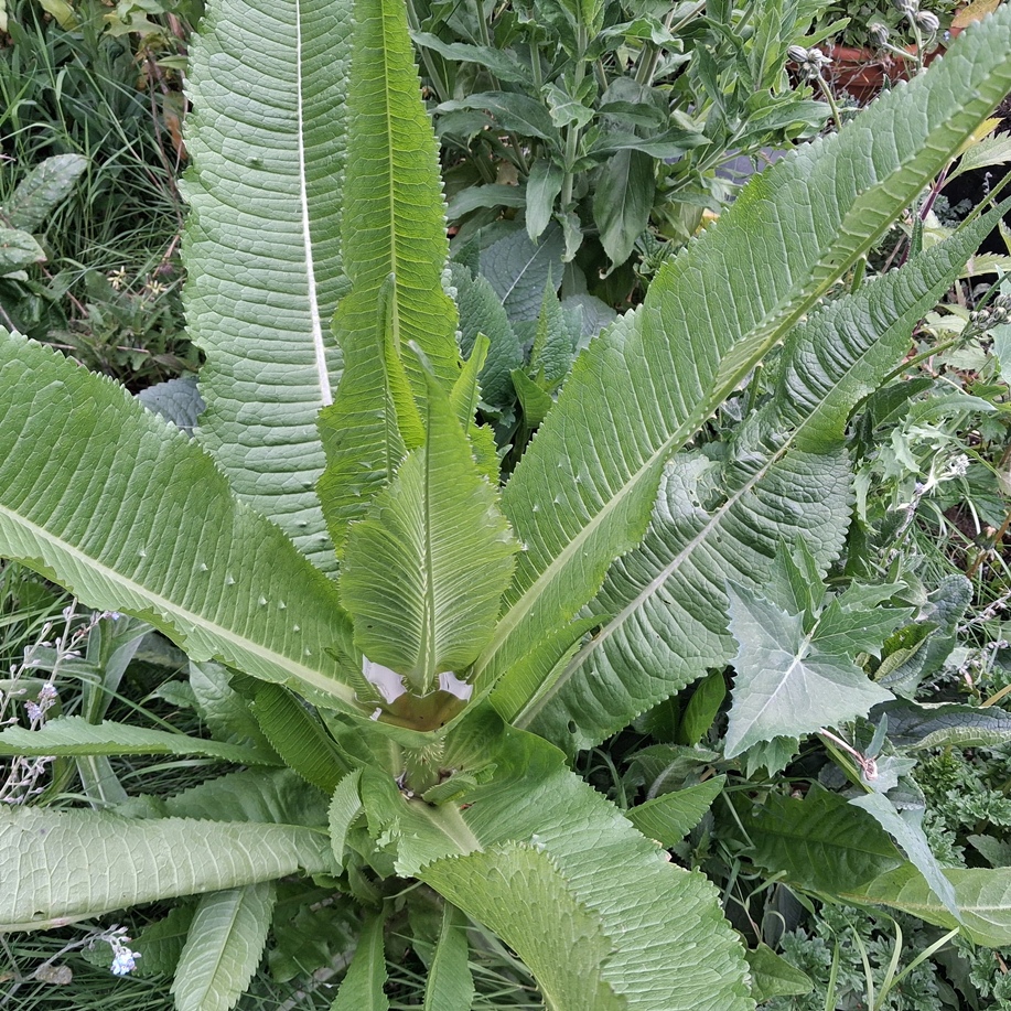 teasel
