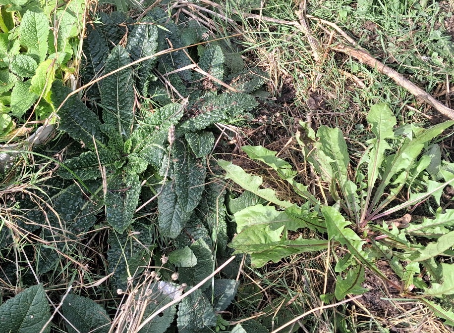 teasel dandelion rosettes