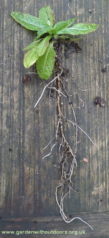 teasel seedling roots