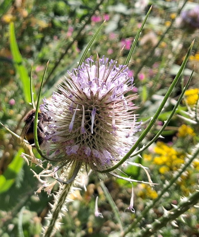 teasel with bee