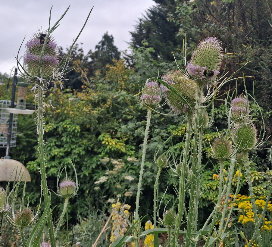 teasel bees