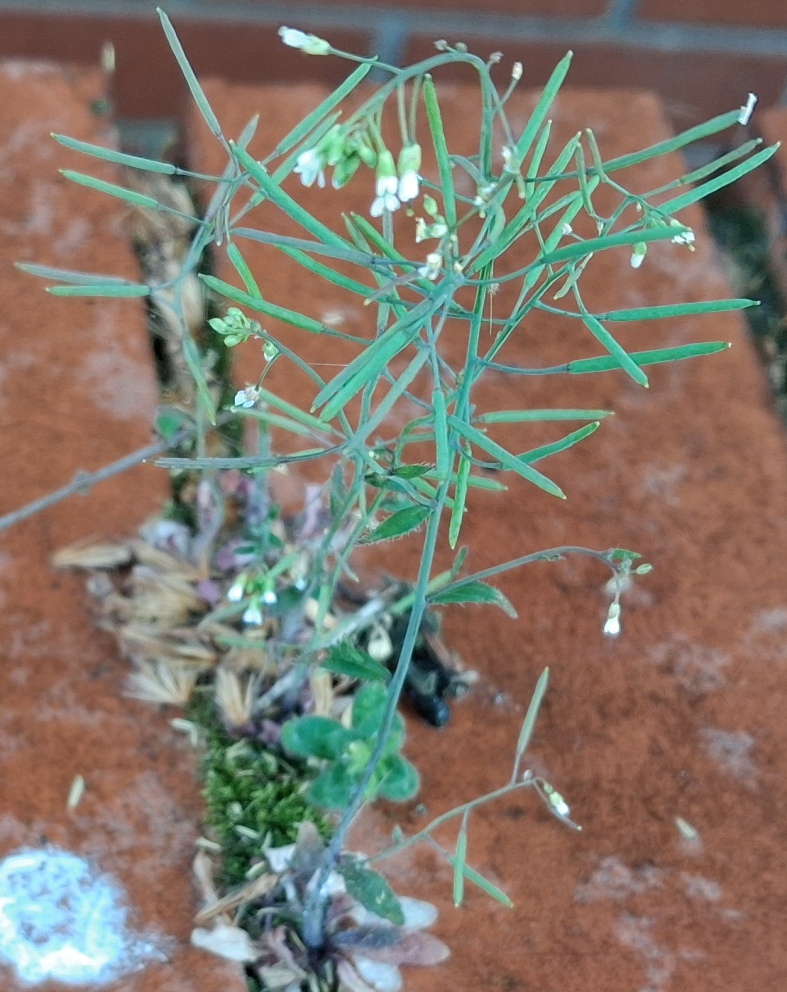 thale cress arabidopsis thaliana