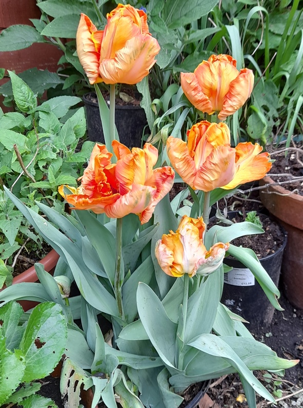 Professor Rontgen tulips