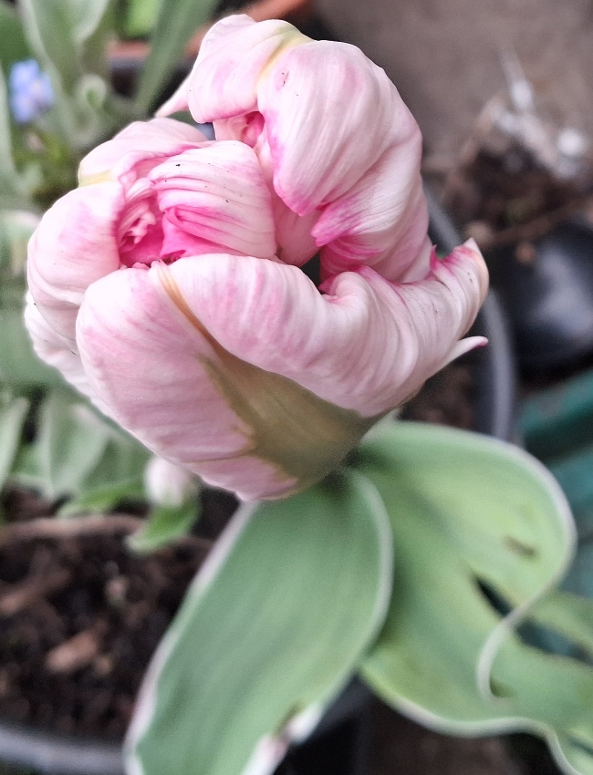 tulip