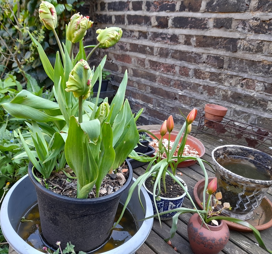parrot and Little Princess tulips