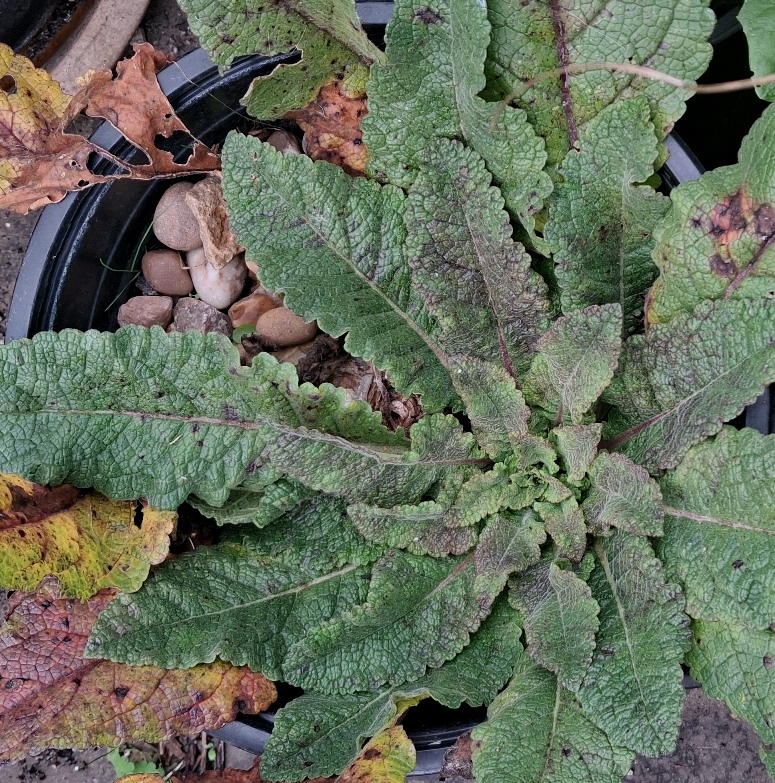 drimia maritima urginea