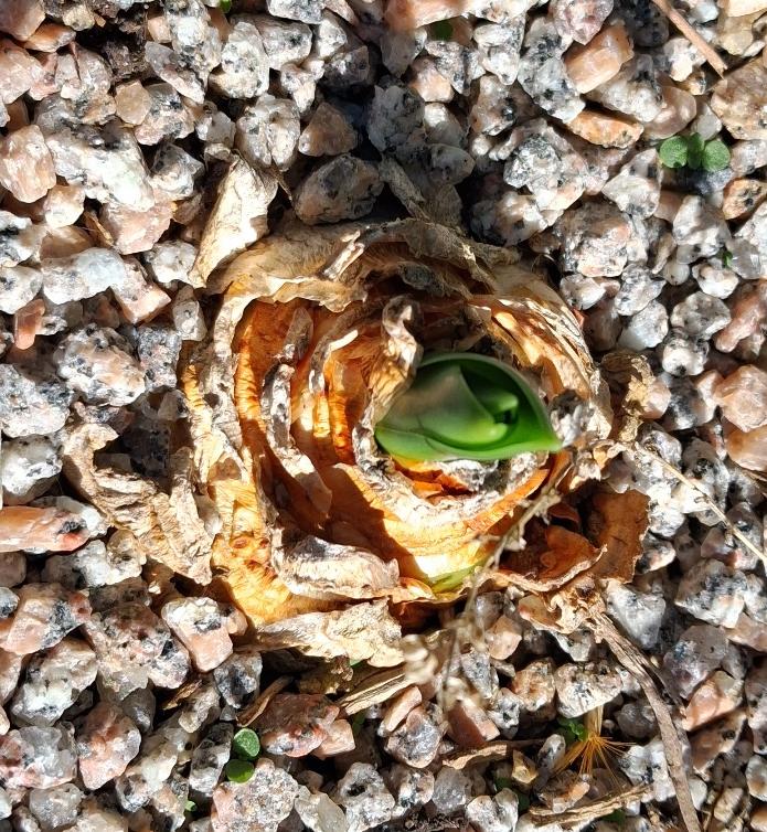 drimia maritima urginea