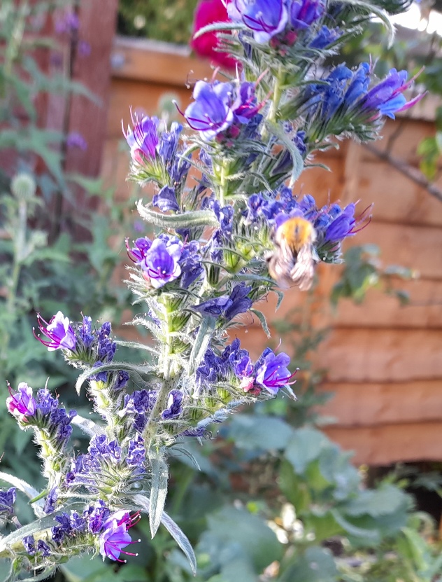 vipers bugloss