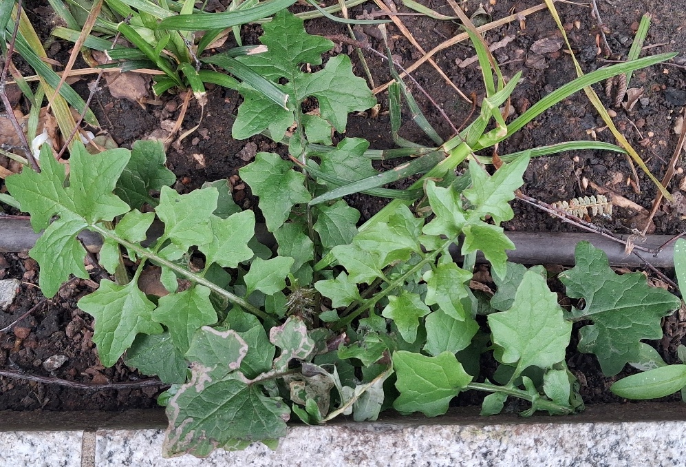 wall lettuce lactuca muralis