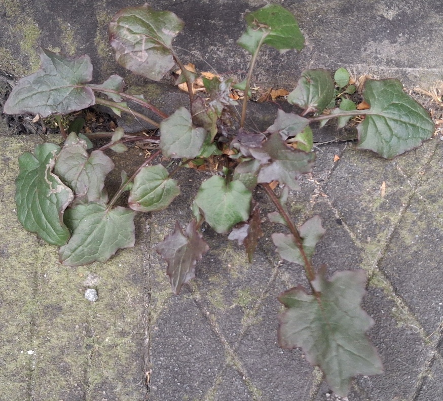 wall lettuce lactuca muralis