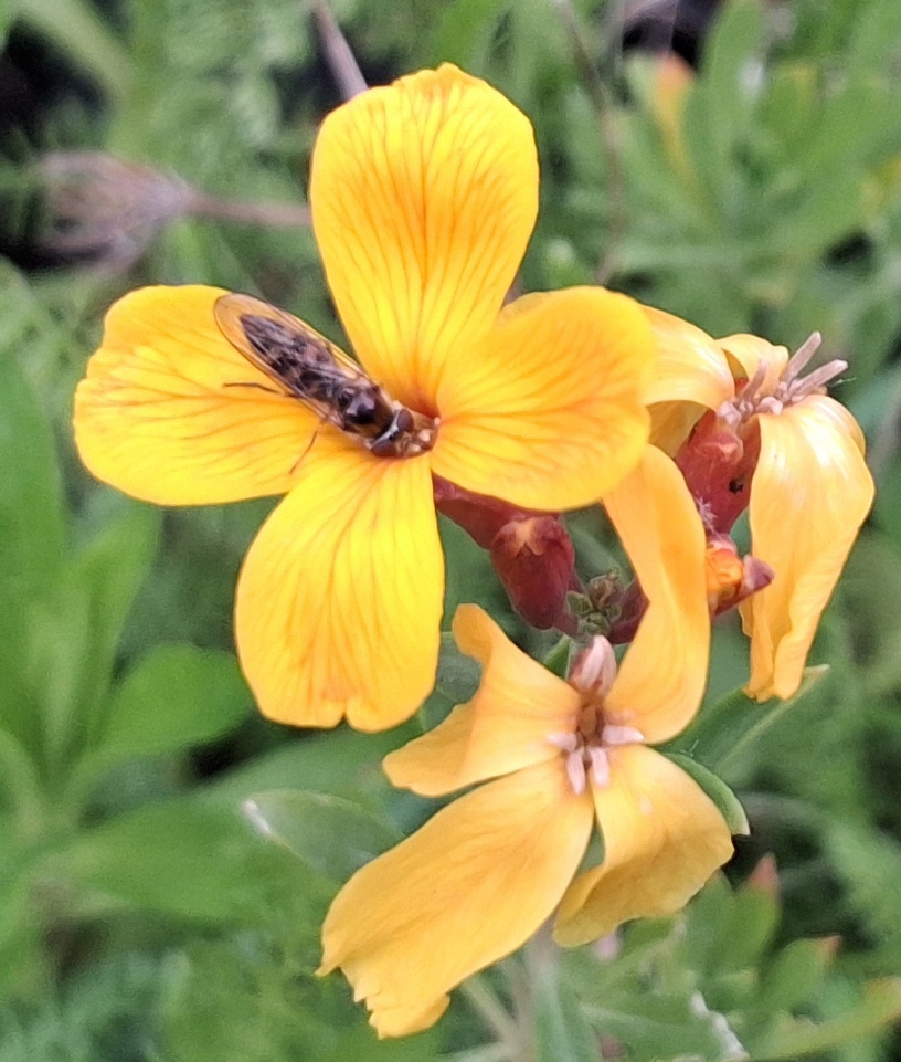 wallflower hoverfly