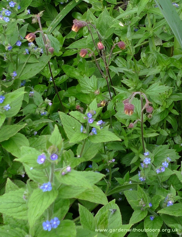 water avens and green alkanet