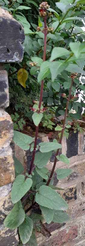 water figwort (Scrophularia auriculata)