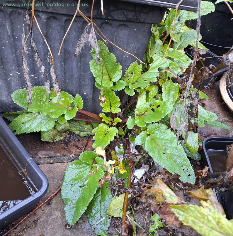 water figwort Scrophularia auriculata