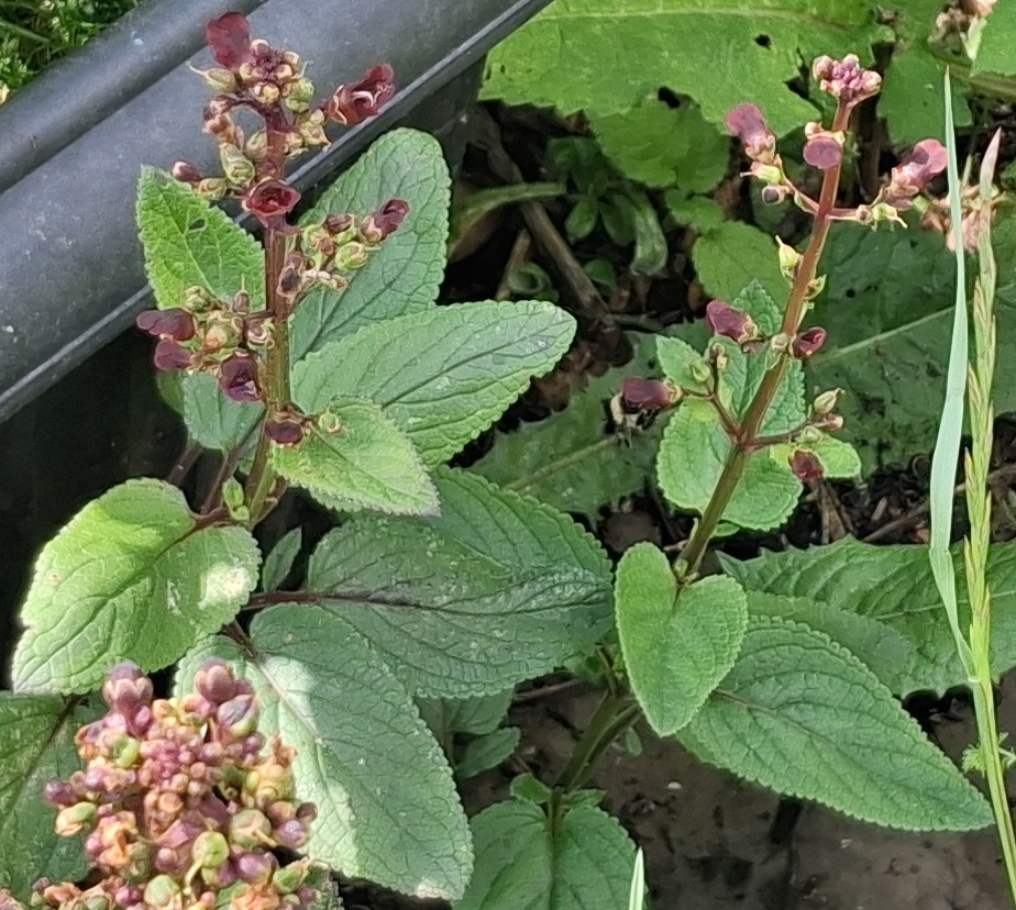 water figwort bee