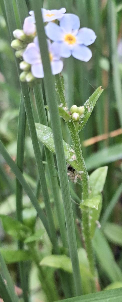 water forget-me-not Myosotis scorpioides