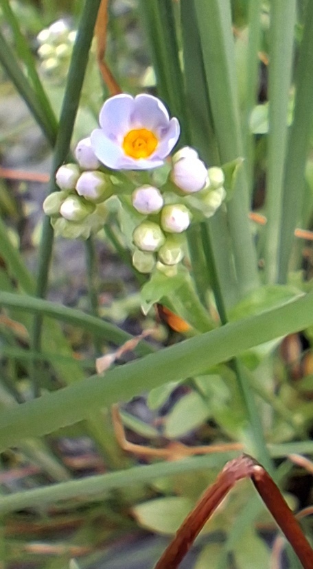 water forget-me-not Myosotis scorpioides