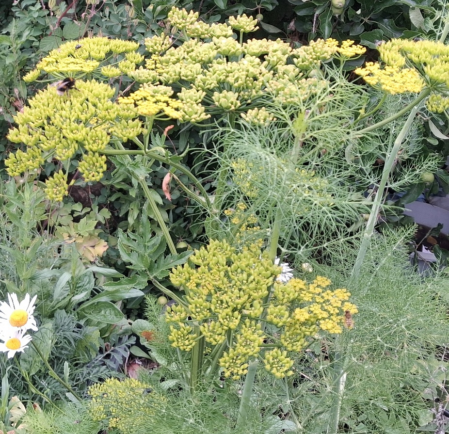 wild parsnip with bee hoverfly