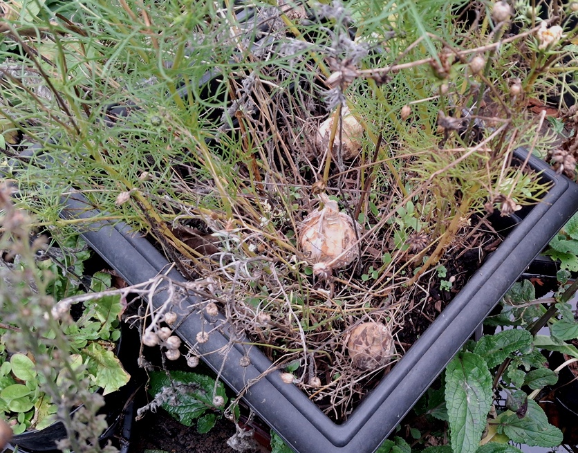 scilla hyacinthoides