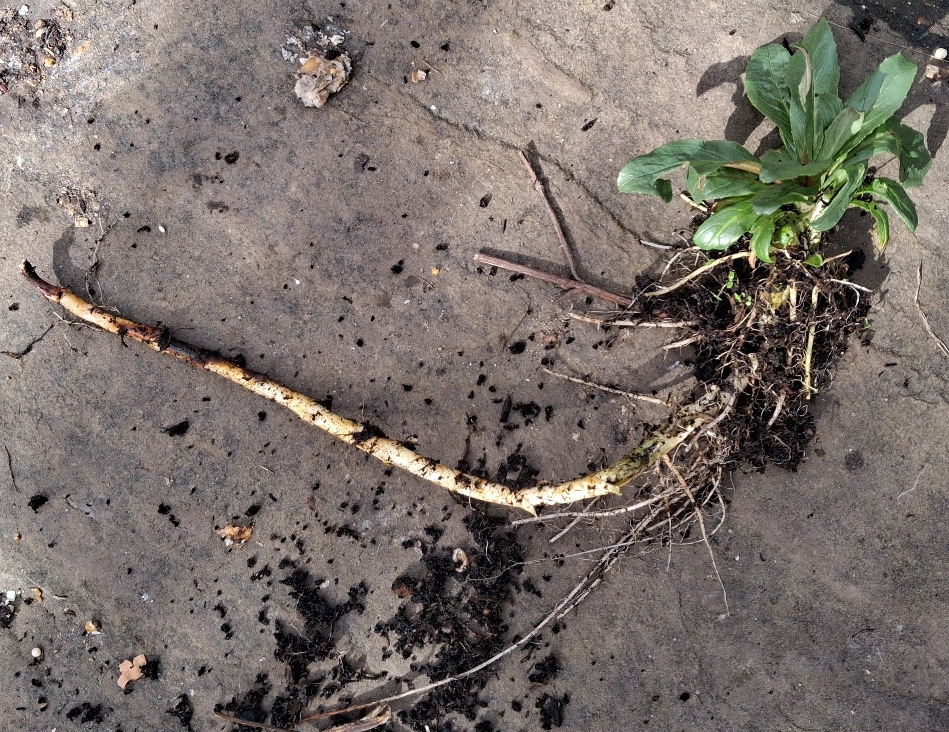 willowherb root