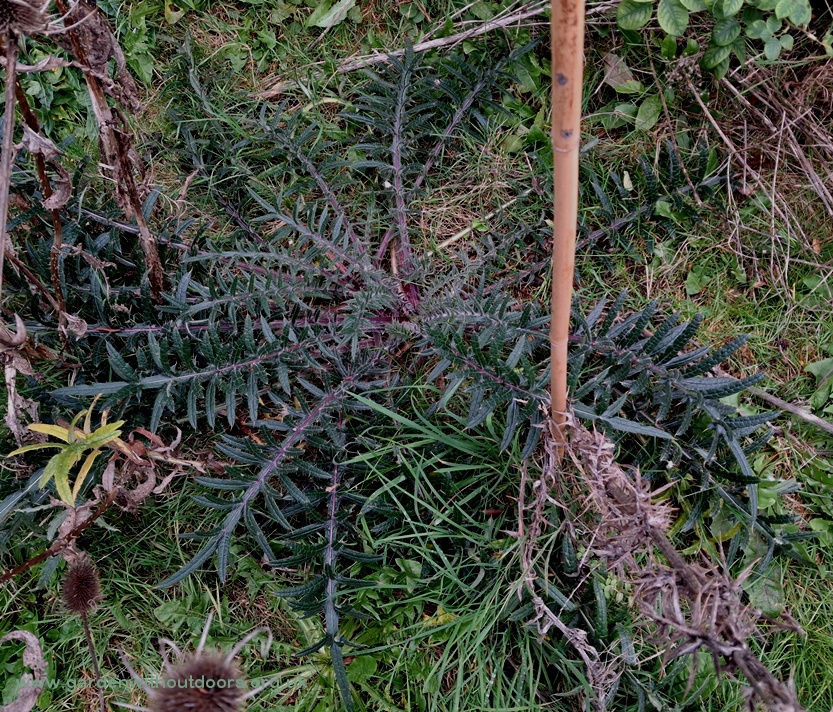 woolly thistle cirsium eriophorum rosette