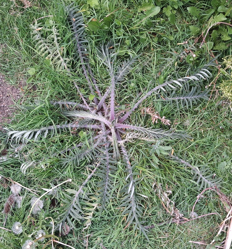 woolly thistle