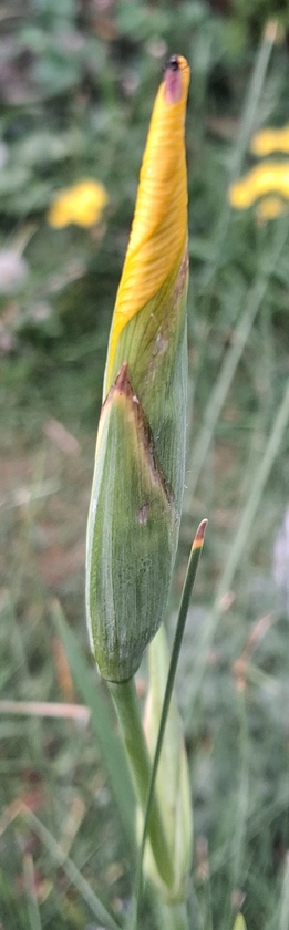 yellow flag iris Iris pseudacorus