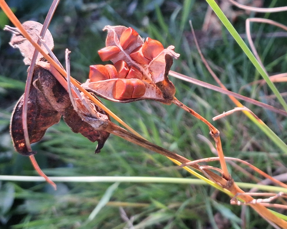 yellow flag iris seeds